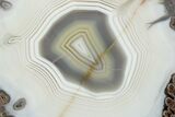 Polished Banded Agate with Wegeler Effect - Agouim, Morocco #326532-1